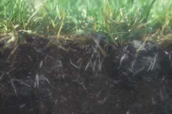 Turf with shallow roots