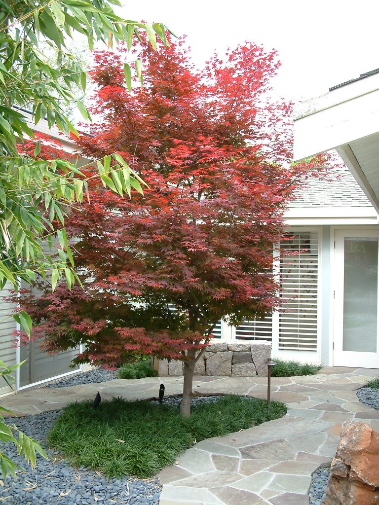 Glorious Red Maple