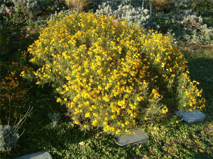 Plant photo of: Strelitzia reginae