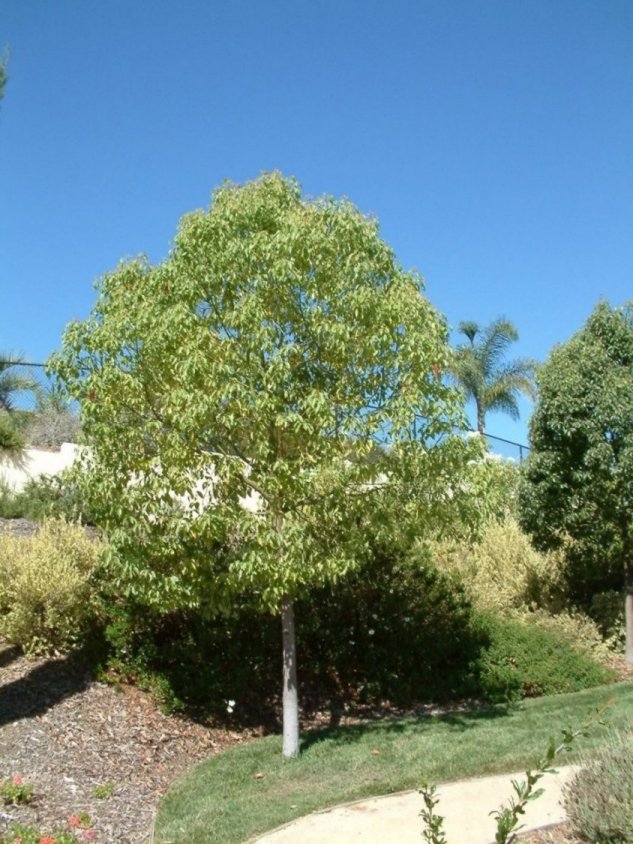 Plant photo of: Camphora officinarum
