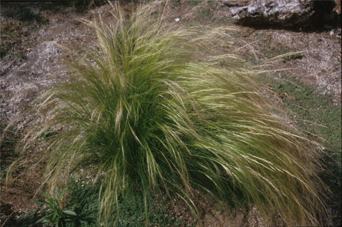 Plant photo of: Stipa tenuissima