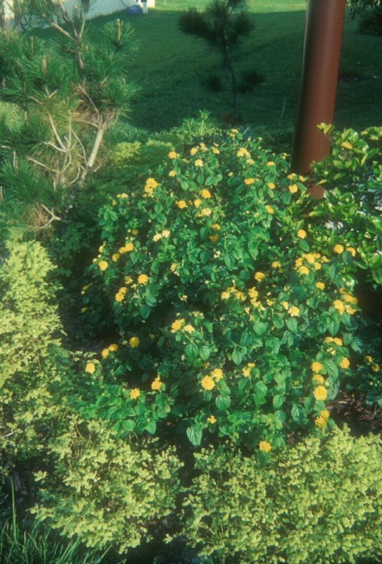 Plant photo of: Lantana 'Yellow Bush'