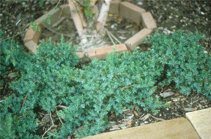 Plant photo of: Juniperus conferta 'Blue Pacific'