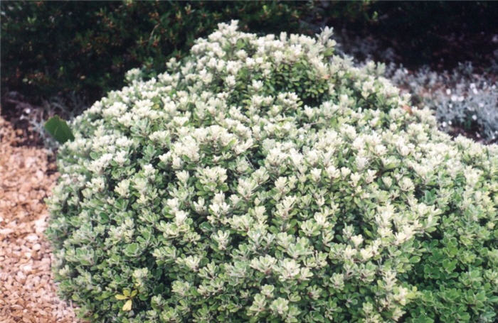 Plant photo of: Pittosporum crassifolium 'Nana'
