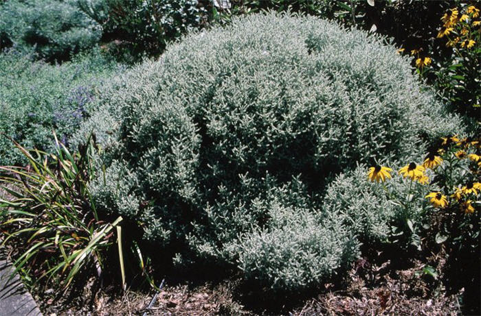 Plant photo of: Santolina chamaecyparissus