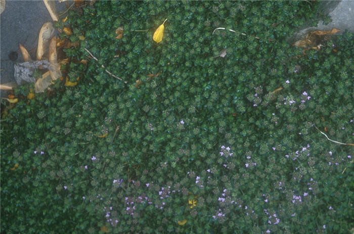 Plant photo of: Thymus praecox arcticus