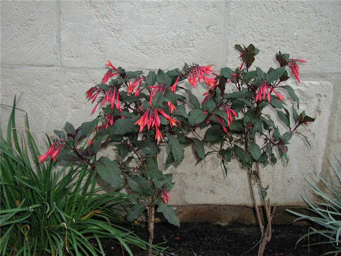 Plant photo of: Fuchsia triphylla 'Gartenmeister Bonsted