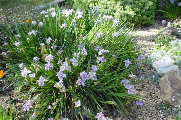 Plant photo of: Iris Pac. Coast Hybrid 'Purple and White