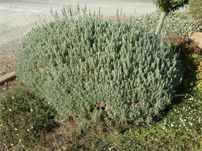 Plant photo of: Lavandula 'Goodwin Creek Gray'
