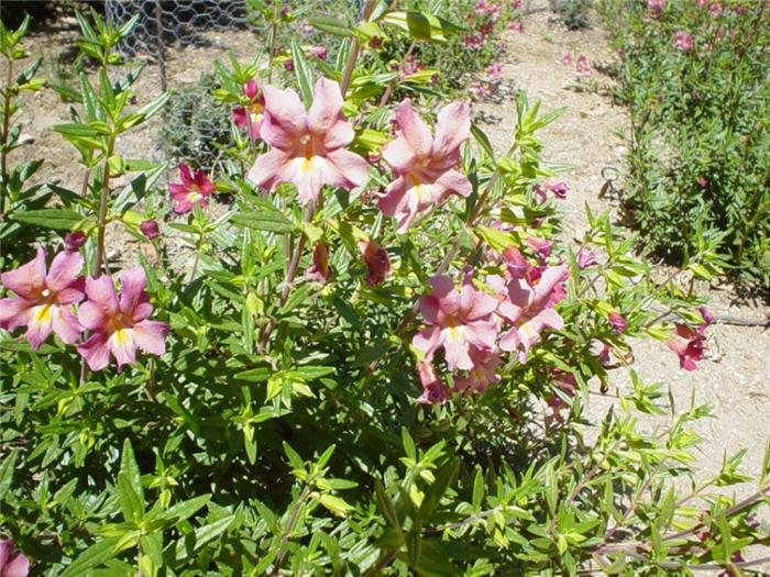 Plant photo of: Mimulus hybrids