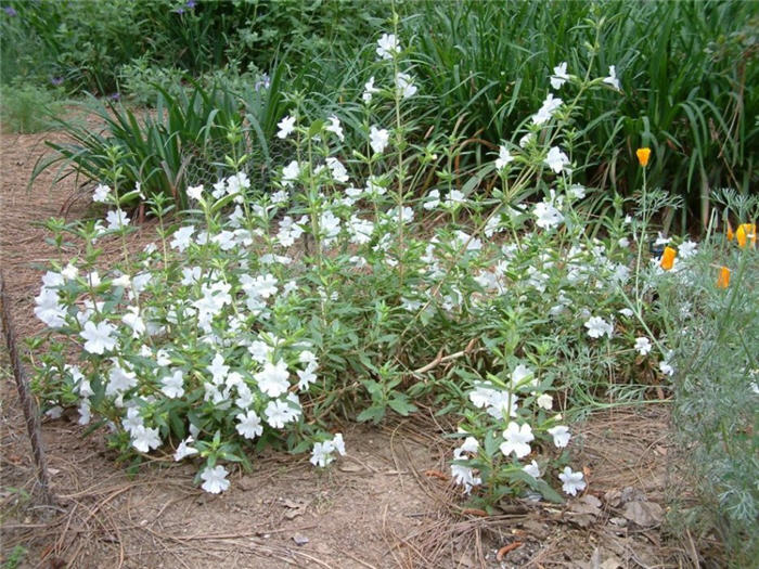 Plant photo of: Mimulus hybrids