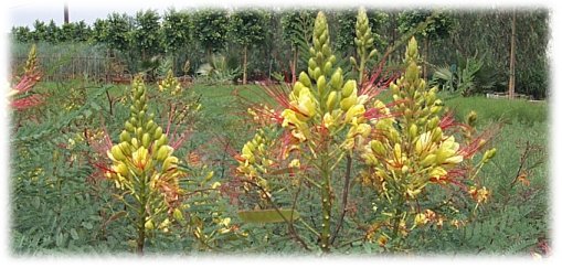 Plant photo of: Caesalpinia gilliesii