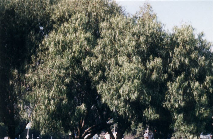 Australian Willow