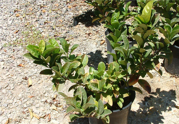 Plant photo of: Viburnum japonicum