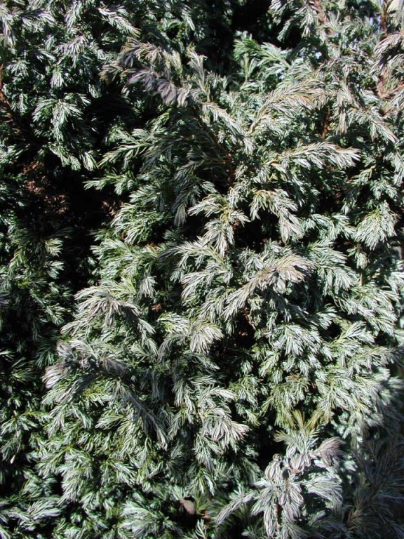 Blue Plume Cypress