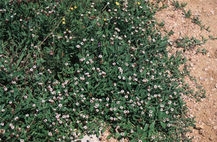 Plant photo of: Lippia nodiflora 'Rosea'