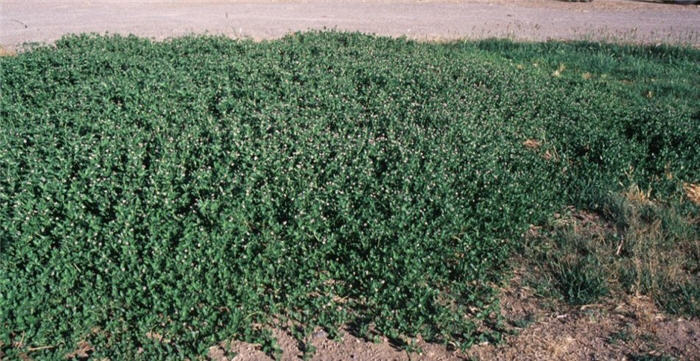 Plant photo of: Lippia nodiflora 'Rosea'
