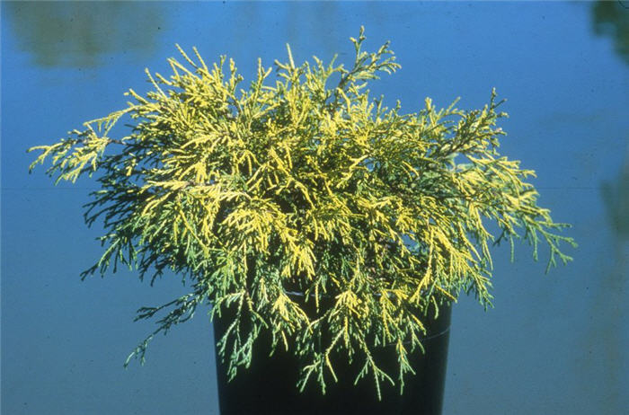 Chamaecyparis pisifera.'Filifera Aurea'