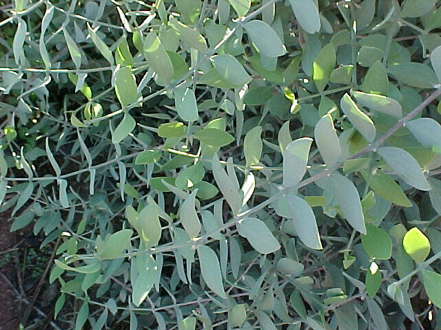 Simmondsia chinensis