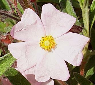 Plant photo of: Cistus skanbergii