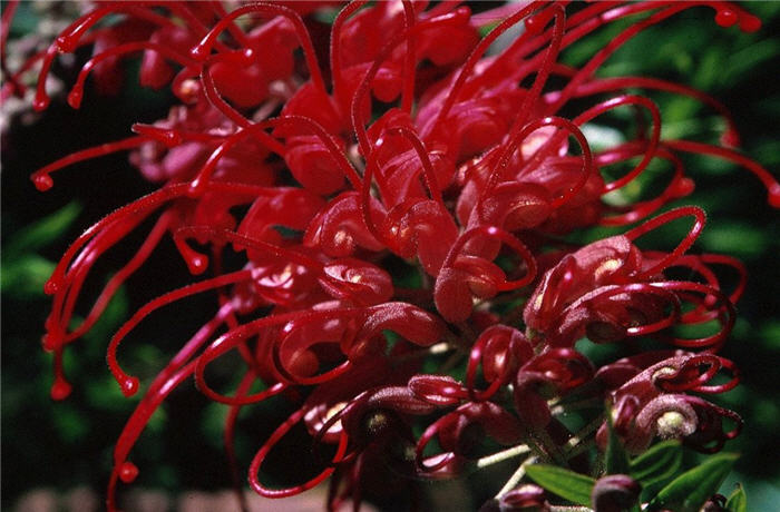 Plant photo of: Grevillea 'Canberra'