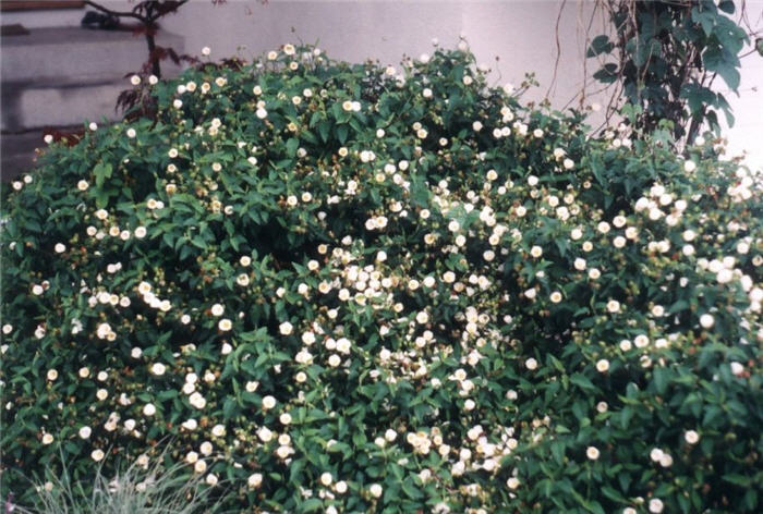 Plant photo of: Nandina domestica 'Filamentosa'