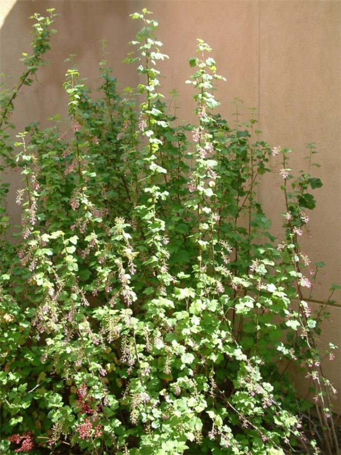 Plant photo of: Ribes sanguineum glutinosum