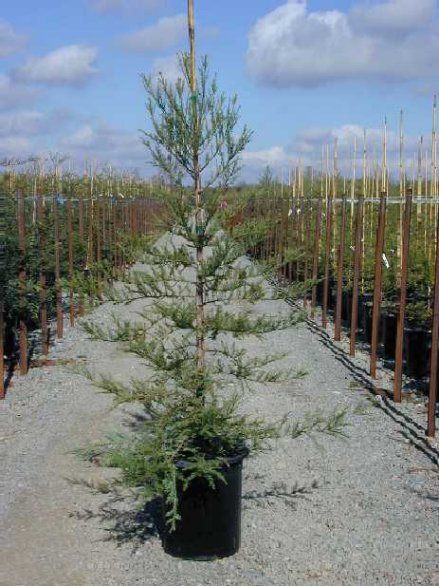 Plant photo of: Sequoia sempervirens 'Soquel'