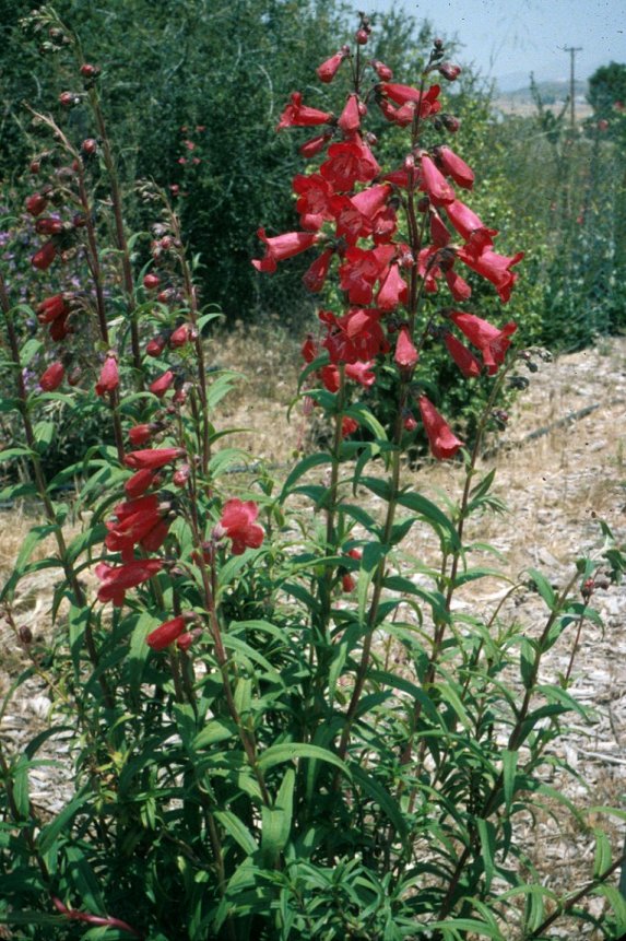 Firebird Border Penstemon (red)