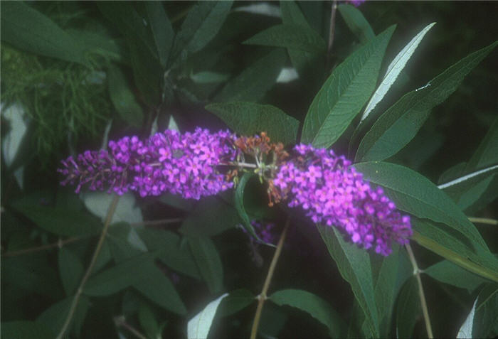 Plant photo of: Buddleia davidii 'African Queen'