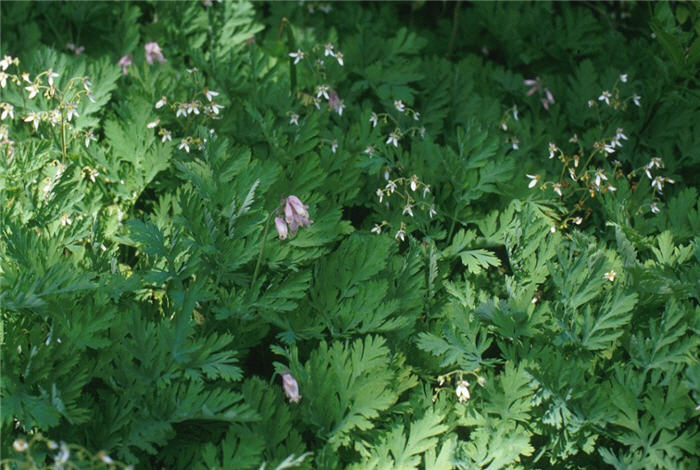 Plant photo of: Dicentra formosa