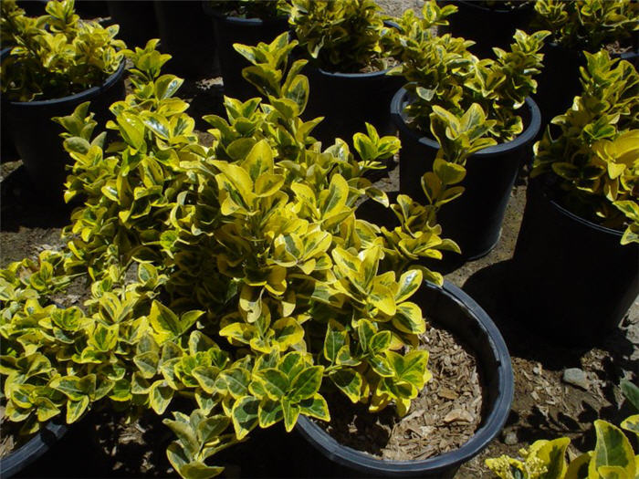 Plant photo of: Euonymus japonica 'Aureo Marginata'