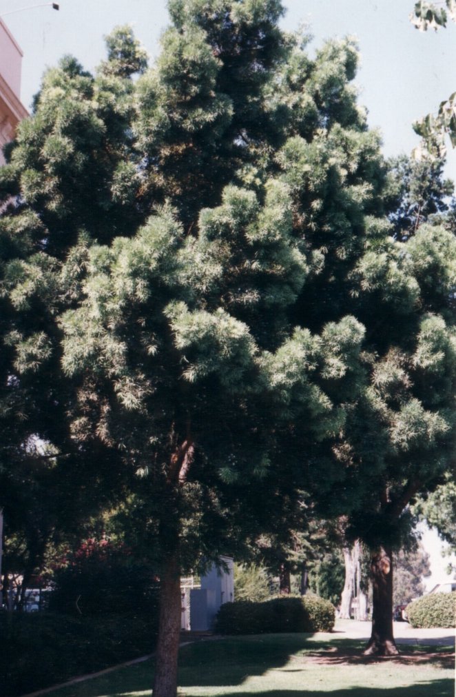 Plant photo of: Podocarpus gracilior