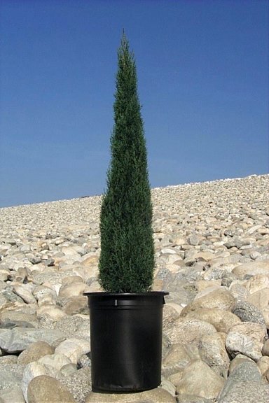 Cupressus sempervirens 'Tiny Towers'