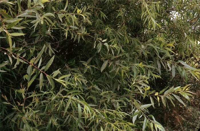 Plant photo of: Salix lasiandra