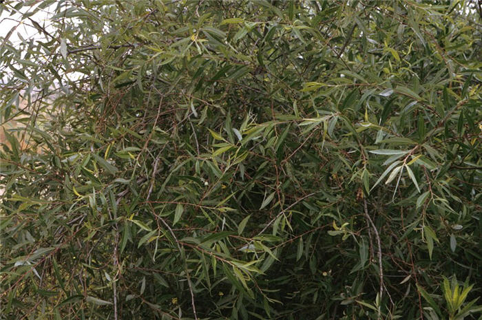 Plant photo of: Salix lasiandra