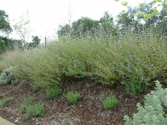 Plant photo of: Salvia X clevelandii 'Allen Chickering'