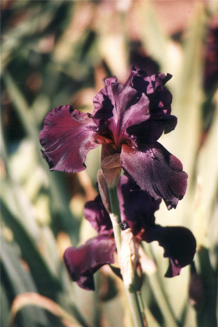 Plant photo of: Iris bearded 'Superstition'