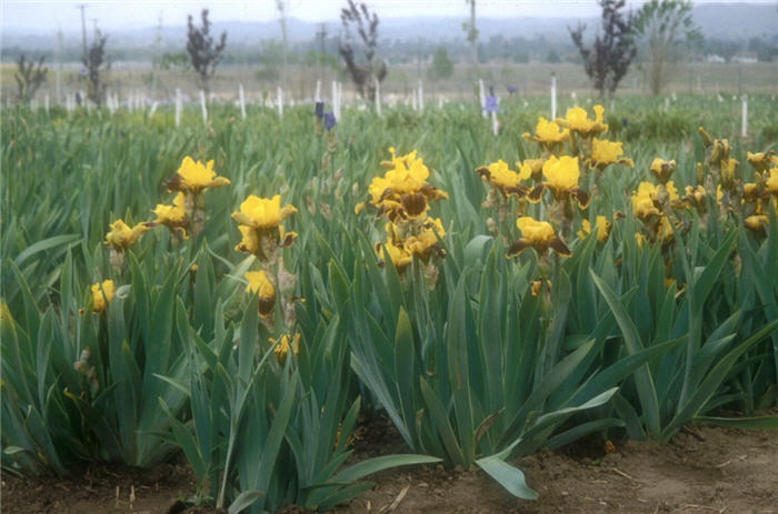 Plant photo of: Iris bearded 'Whoop Em Up'
