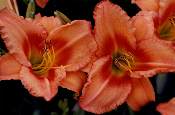Plant photo of: Hemerocallis 'Lee Bea Orange Crush'