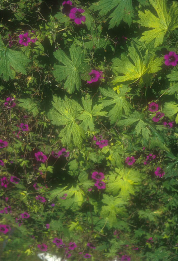 Plant photo of: Pelargonium 'Ann Folkard'