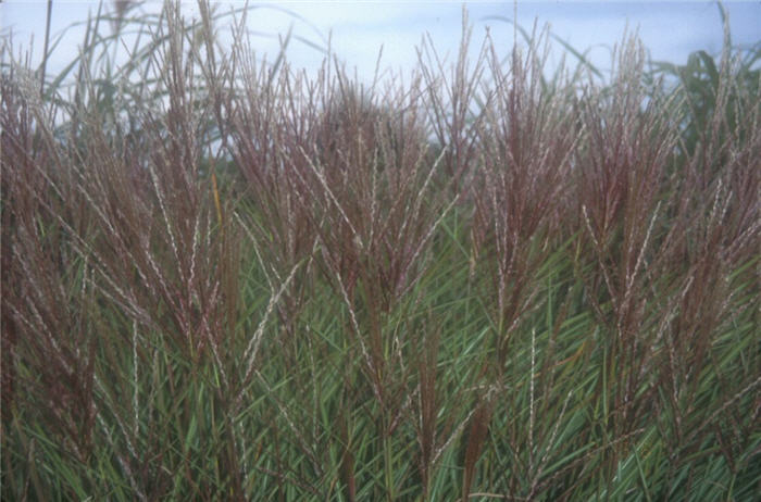Plant photo of: Miscanthus sinensis 'Silberspinne'