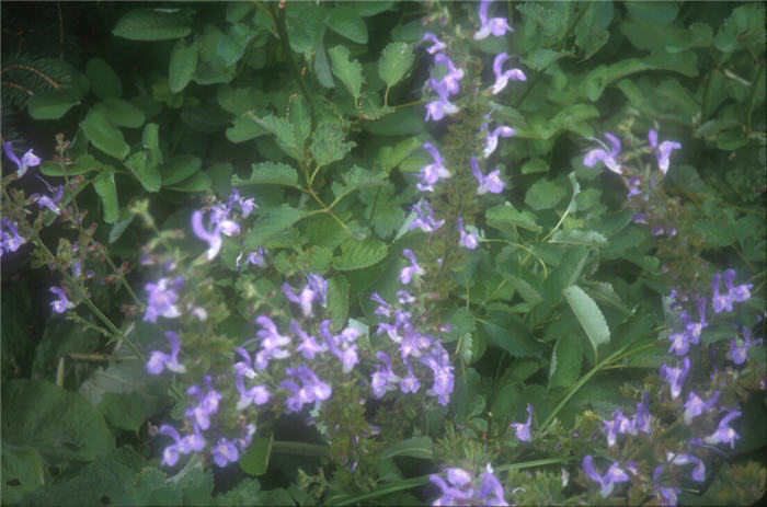 Plant photo of: Salvia forskaohlei