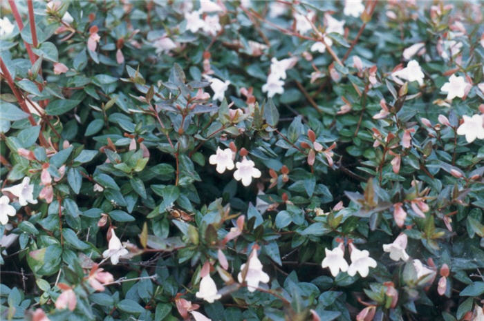 Plant photo of: Abelia grandiflora 'Edward Goucher'