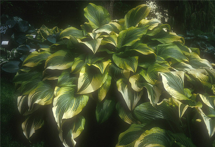Plant photo of: Hosta hybrids