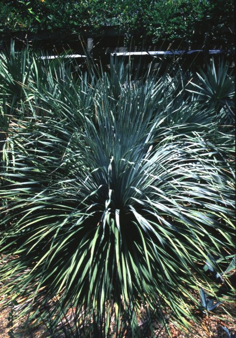Plant photo of: Dasylirion wheeleri