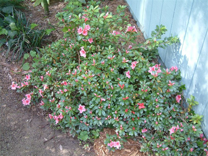 Rhodendron Azalea Hybrid Pink