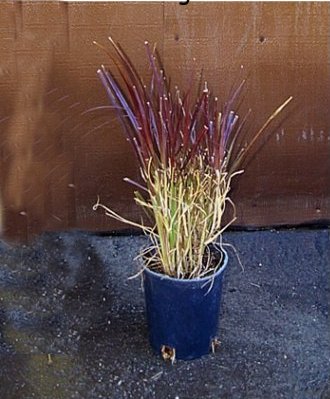 Plant photo of: Pennisetum setaceum 'Cupreum'