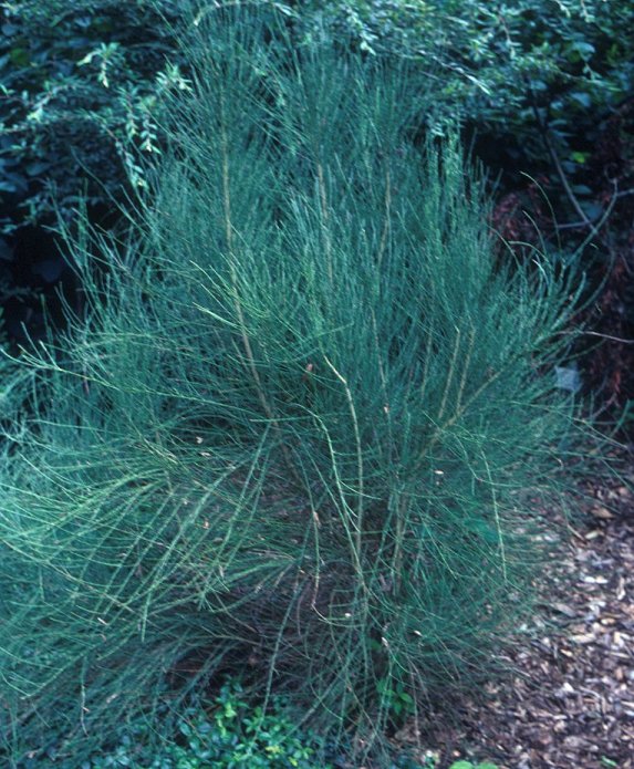 Plant photo of: Cytisus praecox