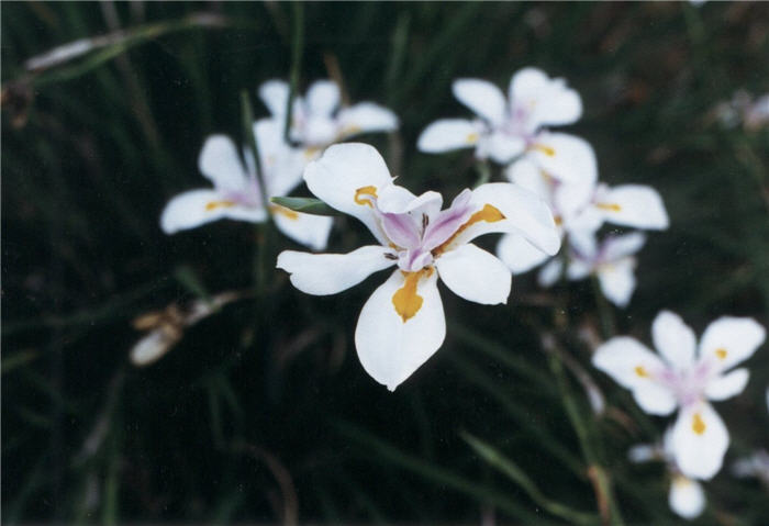 Butterfly Iris or Fortnight Lily